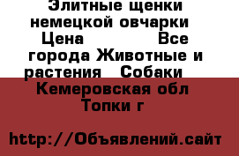 Элитные щенки немецкой овчарки › Цена ­ 30 000 - Все города Животные и растения » Собаки   . Кемеровская обл.,Топки г.